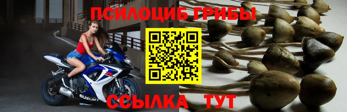 Псилоцибиновые грибы Cubensis Верхняя Салда